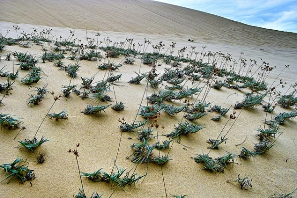 du-lich-quang-binh-con-cat-quang-phu