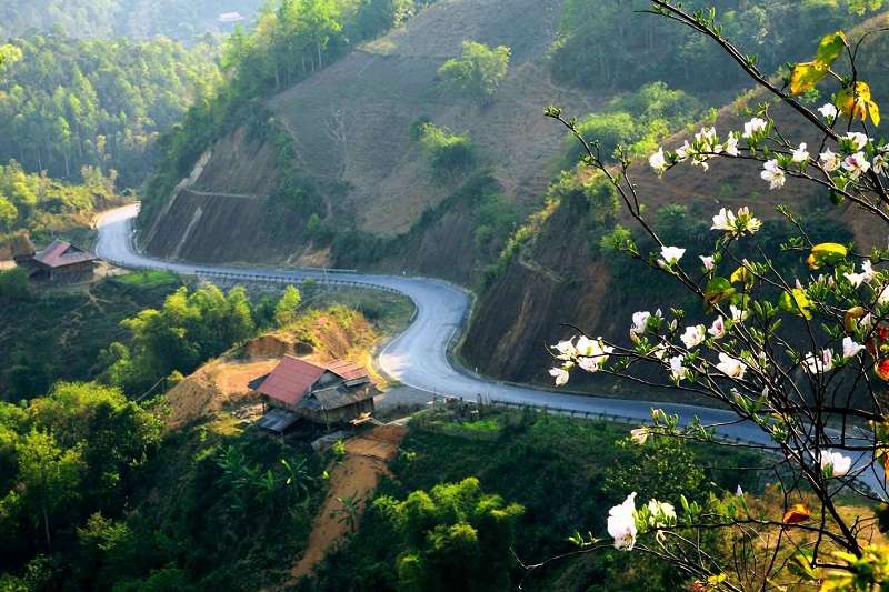 Phong cảnh núi rừng và hoa ban Điện Biên