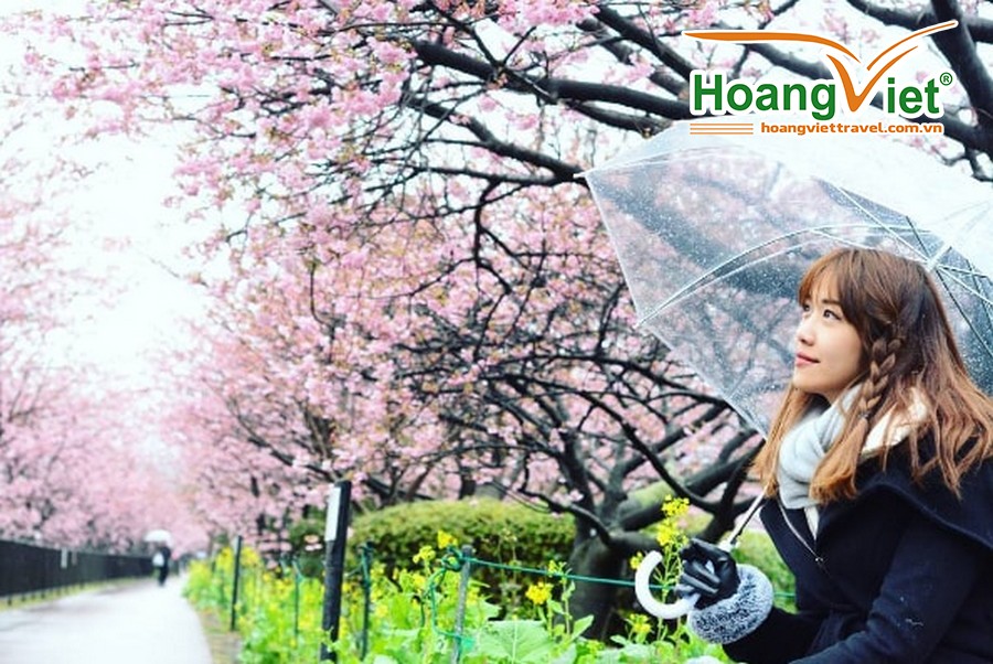 Ngắm hoa anh đào ở Nhật Bản - 05
