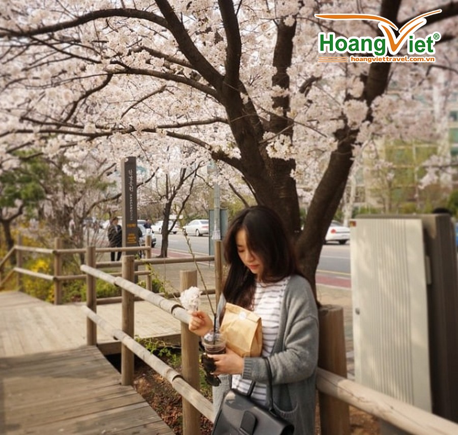 Ngắm hoa anh đào ở Hàn Quốc - 03