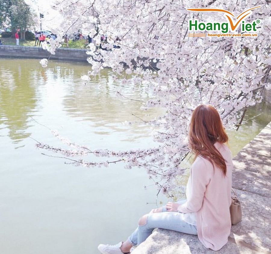 Ngắm hoa anh đào ở Hàn Quốc - 04