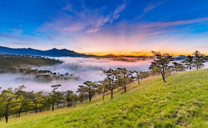 Đồi thông và biển mây Đà Lạt trong ánh bình minh
