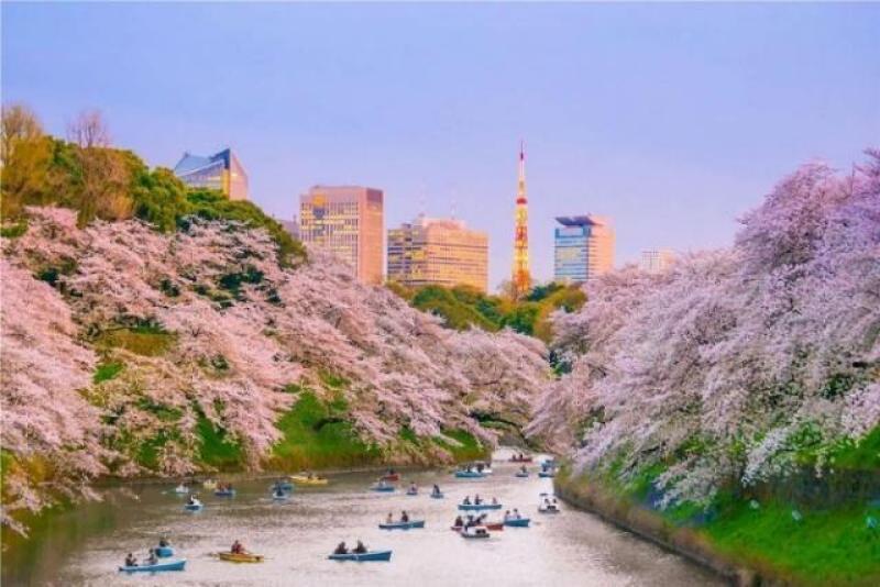 Hoa anh đào nở bên dòng sông tại Tokyo
