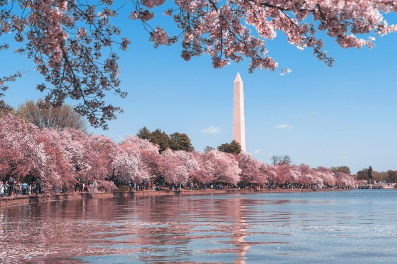 Tượng đài Washington được bao quanh bởi những hàng cây anh đào nở rộ dọc theo Tidal Basin, dưới bầu trời xanh trong vắt, tạo nên một khung cảnh thanh bình và đẹp như tranh vẽ.