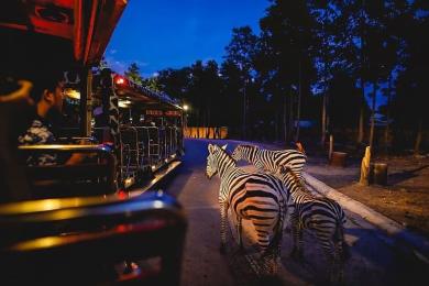 A nighttime safari scene with three zebras walking alongside a safari tram. The tram is lit by warm lights, and a passenger gazes at the zebras. The forested background under a deep blue sky adds a tranquil ambiance.