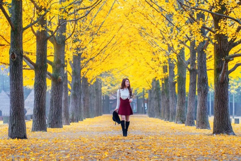 du lịch đảo nami mùa thu - hoàng việt travel