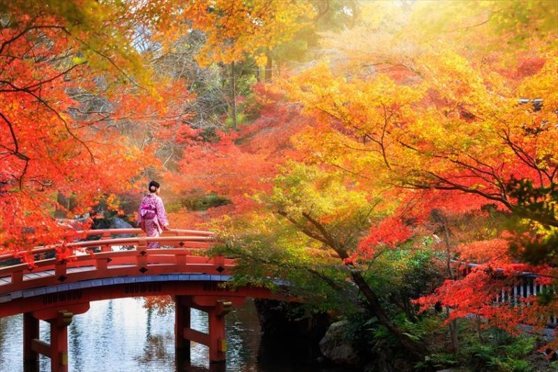 Kyoto mùa thu lãng mạn - Hoàng Việt Travel