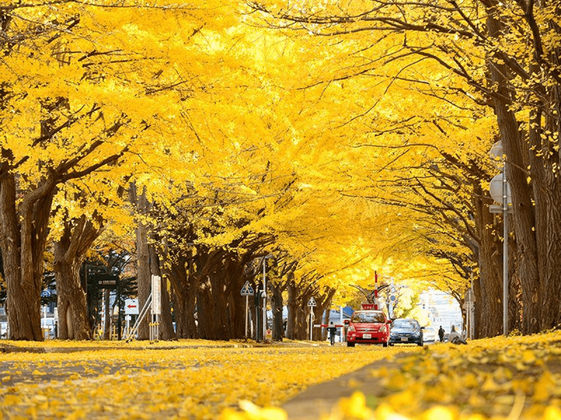 Tokyo mùa thu - Hoàng Việt Travel