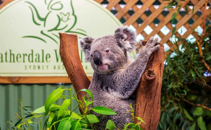 Công viên động vật hoang dã Featherdale gần Sydney