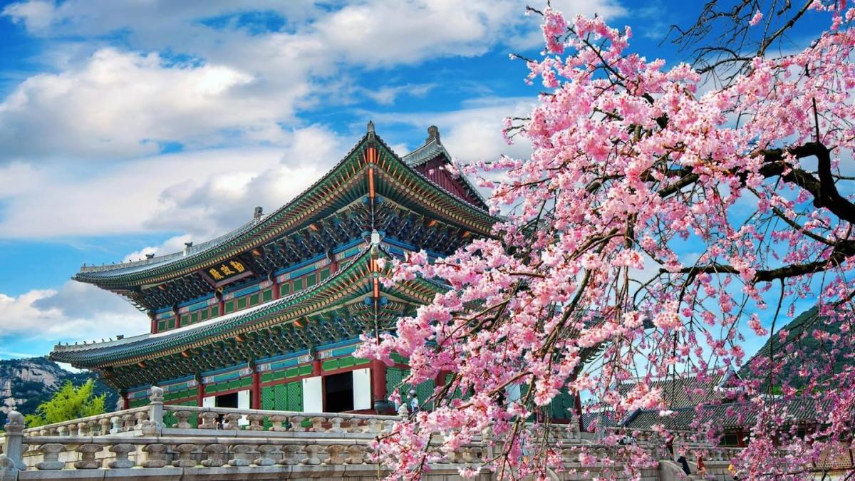 hoàng cung gyeongbokgung mùa hoa anh đào
