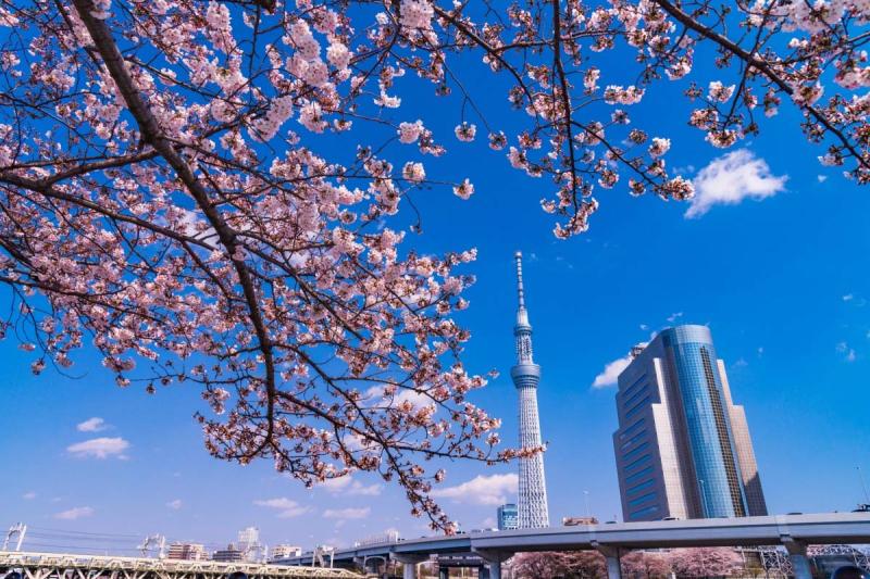 Tháp Tokyo Skytree vươn cao sau những cành hoa anh đào nở rộ dưới bầu trời xanh.