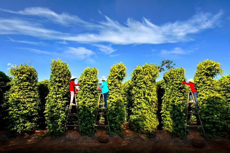 Tour Phú Quốc tham quan Nam và Đông Đảo trong ngày khởi hành hàng ngày -  Cho Tour Viet