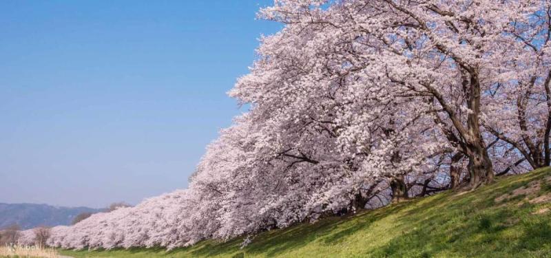 Area Yodogawa Kasen Park Sewari, Arashiyama, dan Tur Bus Daigoji dari Osaka - Klook Indonesia