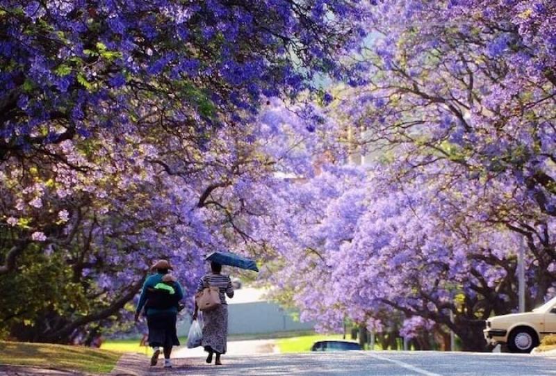 Trải nghiệm du lịch Nam Phi mùa phượng tím - Hoàng Việt Travel