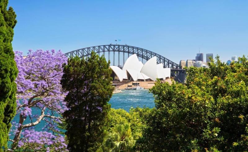 Nhà hát Con Sò và cầu cảng Sydney thấp thoáng sau hoa phượng tím và tán cây xanh