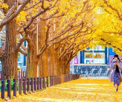 Tour Nhật Bản mùa thu 6N5D: Tokyo - Phú Sĩ - Kyoto - Osaka