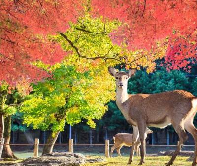 Tour Nhật Bản Mùa Thu 6N5Đ Từ Hà Nội: Nagoya – Kyoto – Núi Phú Sĩ – Tokyo