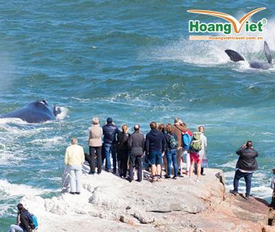 CHƯƠNG TRÌNH NAM PHI HẤP DẪN NHẤT 2025 KHÁM PHÁ NAM PHI MÙA PHƯỢNG TÍM  DU THUYỀN XEM CÁ VOI BAY SINGAPORE AIRLINES 