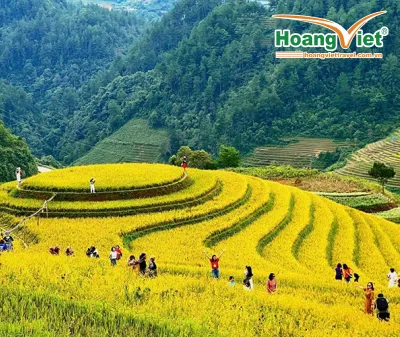 HÀ NỘI – ĐỒI CHÈ THANH SƠN – MÙ CANG CHẢI – HÀ NỘI 3 NGÀY 2 ĐÊM 