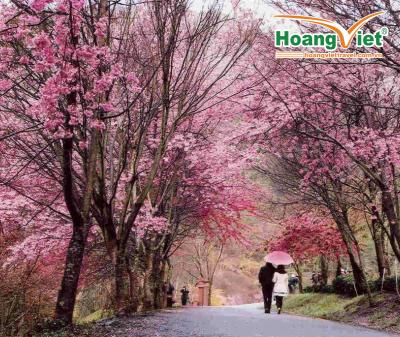 HÀNH TRÌNH KHÁM PHÁ TRUNG HOA MÙA HOA  ANH ĐÀO - HÀ NỘI – NAM NINH – QUÝ DƯƠNG - BÌNH BA (VẠN MẪU HOA ĐÀO) – THANH NHAM CỔ TRẤN – GIÁP TÚ LẦU – TÂY PHỔ ĐÀ – NAM NINH 
