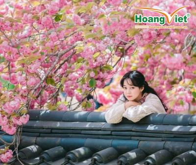 KHÁM PHÁ HÀN QUỐC MÙA HOA ANH ĐÀO : HÀ NỘI - BUSAN - SEOUL - ĐẢO NAMI - INCHEON - NGẮM HOA ANH ĐÀO  TRẢI NGHIỆM TÀU CAO TỐC KTX TUYẾN BUSAN - SEOUL BAY VIETJET AIR 