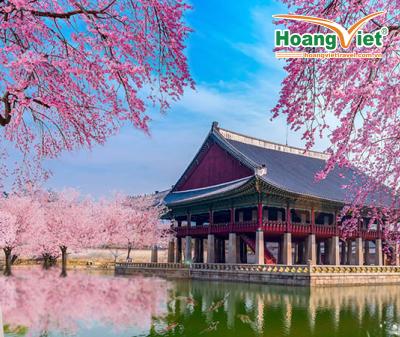 NGẮM HOA ANH ĐÀO TẠI CỐ ĐÔ HÀN QUỐC - BAY VIETNAM AIRLINES