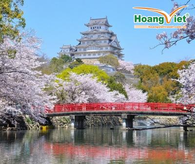 TOUR DU LỊCH MÙA HOA ANH ĐÀO NĂM 2019: TOKYO - FUJI.MT- TOKYO 5N4Đ