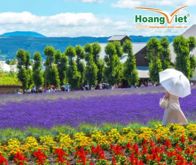  Tour Du Lịch Nhật Bản Hokkaido Mùa Hè 6N5Đ Từ Hà Nội Bay All Nippon Airways