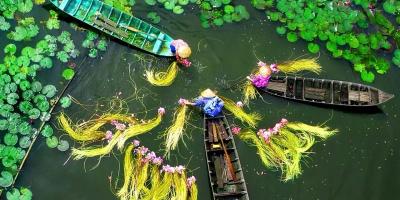 Thuyền thu hoạch hoa súng trên sông nước miền Tây Thuyền thu hoạch hoa súng trên sông nước miền Tây