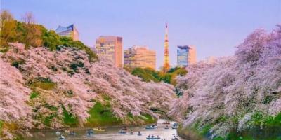 Hoa anh đào nở bên dòng sông tại Tokyo Hoa anh đào nở bên dòng sông tại Tokyo