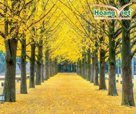 Đảo Nami - Gapyeong si là một trong những lí do bạn nên đến Hàn Quốc vào mùa thu