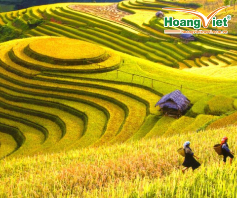 du lịch Tây Bắc mùa lúa chín - hoàng việt travel