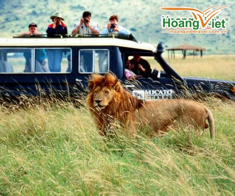 Du Lịch Kenya: Hà Nội - Nairobi - Aberdares - Nakuru - Masai Mara 8 Ngày