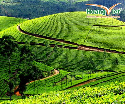 Tour Du Lịch Mộc Châu - Mai Châu - Pù Luông 3 Ngày 2 Đêm