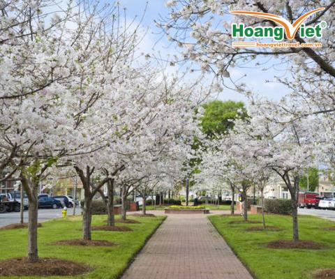 CHƯƠNG TRÌNH ĐÔNG TÂY HOA KỲ  KHUYẾN MẠI ĐẶC BIỆT MÙA HOA ANH ĐÀO 2024