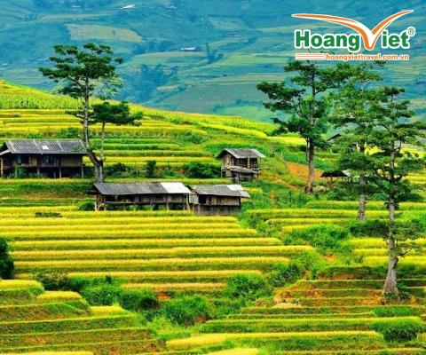CHƯƠNG TRÌNH HÀ NỘI – ĐỒI CHÈ THANH SƠN – MÙ CANG CHẢI – HÀ NỘI