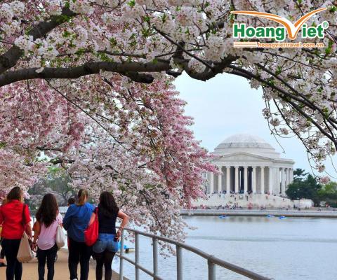 ĐÓN MÙA HOA ANH ĐÀO   ĐẸP LỘNG LẪY  TẠI WASHINGTON DC 2024