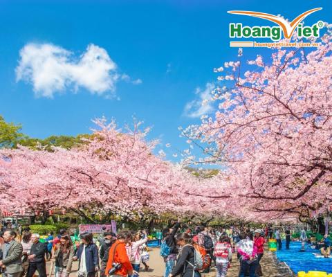 DU LỊCH CUNG ĐƯỜNG VÀNG MÙA XUÂN 2025 NGẮM HOA ANH ĐÀO NHẬT BẢN BAY VIETNAM AIRLINES 