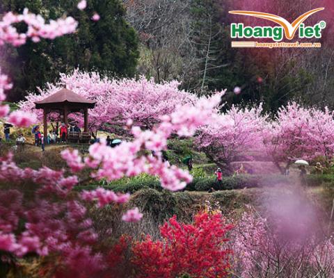 DU LỊCH ĐÀI LOAN NGẮM HOA ANH ĐÀO: ĐÀI BẮC – ĐÀI TRUNG – CAO HÙNG 5N4Đ BAY VJ