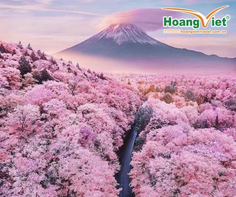 DU LỊCH NHẬT BẢN HOA  ANH ĐÀO 2024:  Tokyo – Phú Sĩ – Nagoya – Kyoto – Osaka bay Vietnam Airlines