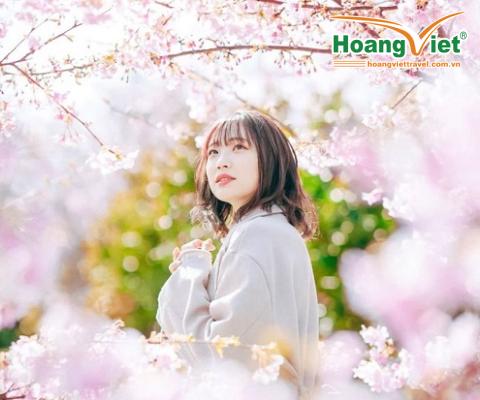 DU LỊCH NHẬT BẢN HOA ANH ĐÀO 2024  Tokyo – Phú Sĩ – Nagoya – Kyoto – Osaka
