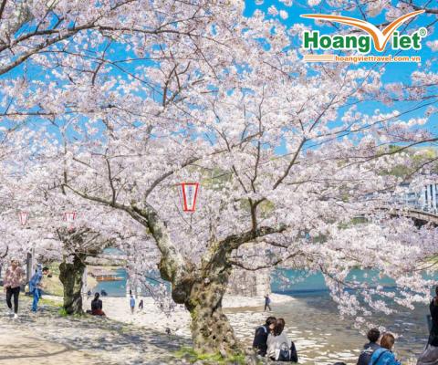 DU LỊCH NHẬT BẢN MÙA ANH ĐÀO: OSAKA – KYOTO – NAGOYA – PHÚ SỸ - TOKYO BAY HÀNG KHÔNG VIETNAMAIRLINES