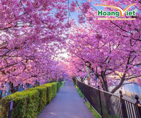 DU LỊCH NHẬT BẢN TẾT NGUYÊN ĐÁN 2024, LỄ HỘI HOA ANH ĐÀO KAWAZU SAKURA BAY VIETJET AIR