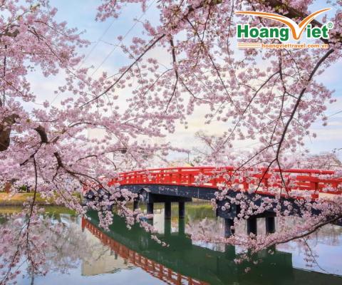 DU LỊCH SAKURA NHẬT BẢN 2024: OSAKA – KOBE – KYOTO – PHÚ SĨ – TOKYO 