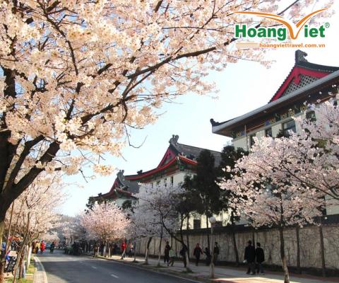 DU XUÂN XỨ ĐÀI: ĐỐT PHÁO HOA CHÀO MỪNG NĂM MỚI 2024 ĐÀI TRUNG - CAO HÙNG - ĐÀI BẮC - BAY CHINA AIRLINES
