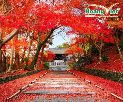 HÀ NỘI – TOKYO - YAMANASHI– PHÚ SĨ – HÀ NỘI
