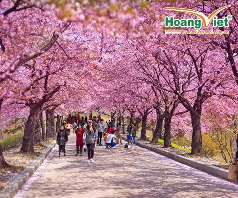 KHÁM PHÁ HÀN QUÔC MÙA HOA ANH ĐÀO SEOUL- NAMI - EVERLAND – CÔNG VIÊN YEOUIDO - RỪNG SEOUL BAY VIETNAM AIRLINES ( TỐI - SÁNG ) 