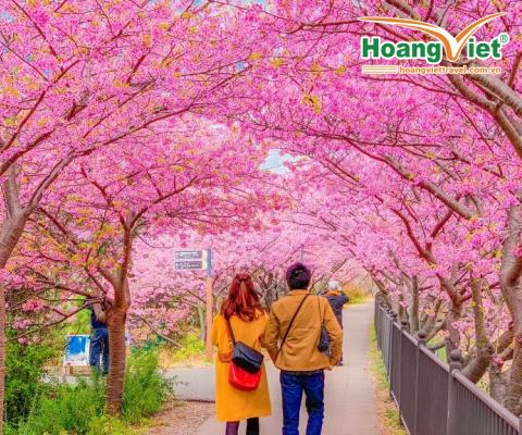 KHÁM PHÁ MÙA HOA ANH ĐÀO NHẬT BẢN 2025 OSAKA – KOBE – KYOTO – NAGOYA – NÚI PHÚ SĨ – TOKYO BAY VIETJET AIR 