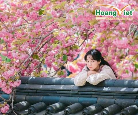 KHÁM PHÁ MÙA HOA ANH ĐÀO: SEOUL - BUSAN | BAY VIETJET AIR