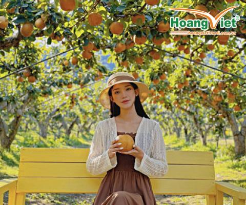 KHÁM PHÁ MÙA THU VÀNG “XỨ SỞ KIM CHI” HÀN QUỐC HÀ NỘI - SEOUL-NAMI- EVERLAND-HÁI LÊ/TÁO BAY VIETJET 